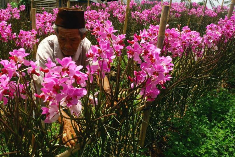 Budidaya Bunga Anggrek di Pamulang - Bagian 2
