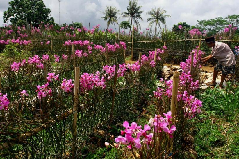 Budidaya Bunga Anggrek di Pamulang - Bagian 3