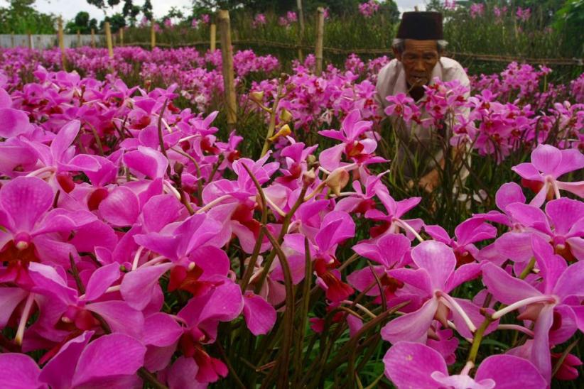 Budidaya Bunga Anggrek di Pamulang - Bagian 1