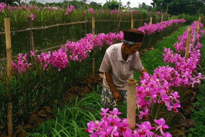 Budidaya Bunga Anggrek di Pamulang - Bagian 7