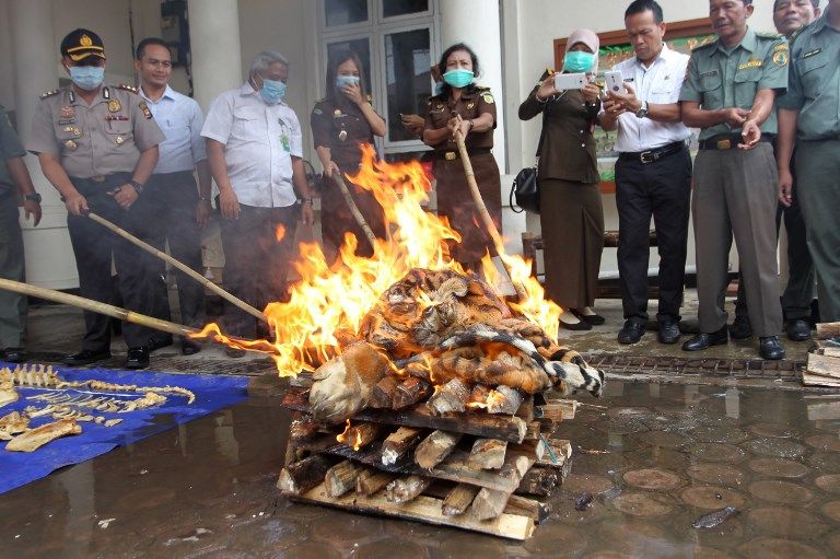 Kulit Harimau Langka Dimusnahkan BKSDA Bengkulu - Bagian 2