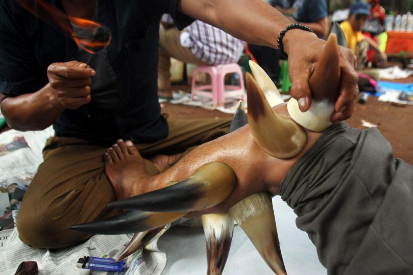 Unik, Terapi Bekam dengan Tanduk Kerbau - Bagian 7