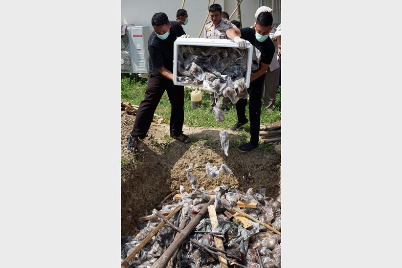 Ribuan Daging Tikus Beku Dimusnahkan - Bagian 2
