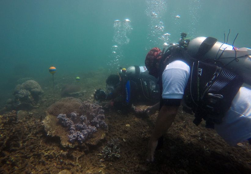 48 Jam Amati Biota Laut di Bangsring Underwater Banyuwangi - Bagian 2