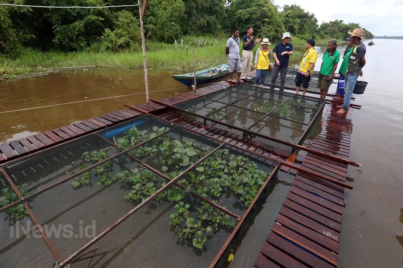 Budidaya Ikan Air Tawar dengan Keramba Jaring Apung - Bagian 2