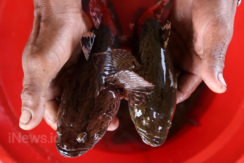 Budidaya Ikan Air Tawar dengan Keramba Jaring Apung - Bagian 11