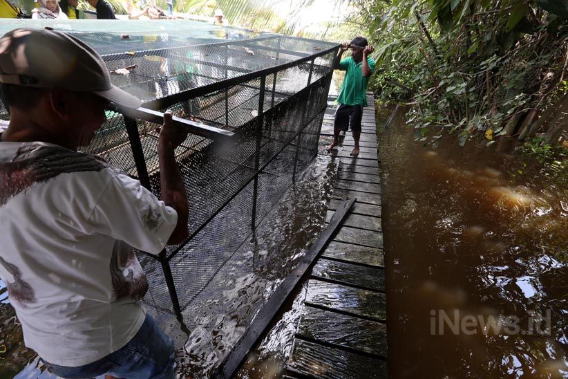 Budidaya Ikan Air Tawar dengan Keramba Jaring Apung - Bagian 8