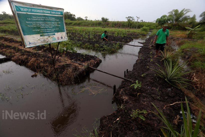 Inovasi Lahan Pertanian Tanpa Bakar di Kotawaringin Barat - Bagian 1