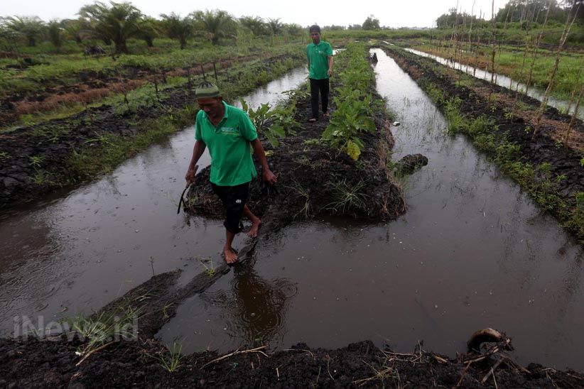 Inovasi Lahan Pertanian Tanpa Bakar di Kotawaringin Barat - Bagian 4