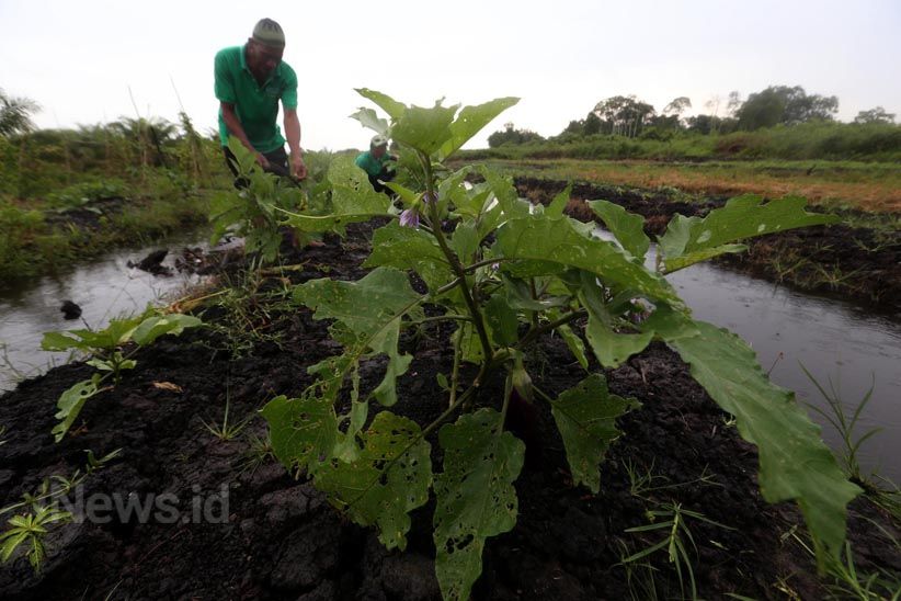 Inovasi Lahan Pertanian Tanpa Bakar di Kotawaringin Barat - Bagian 2