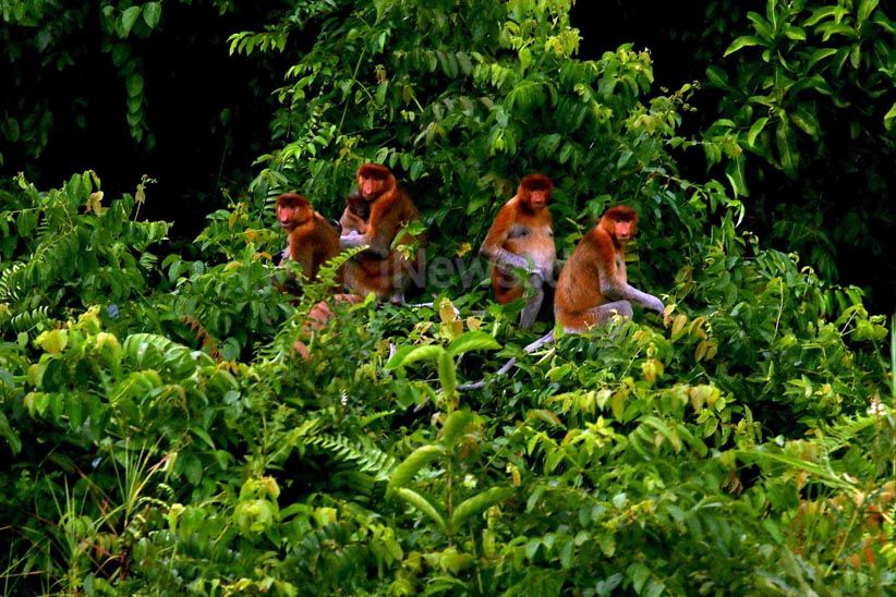 Menjelajahi Suaka Margasatwa Sungai Lamandau di Kalimantan Tengah  - Bagian 5