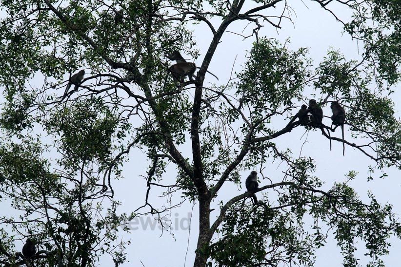 Menjelajahi Suaka Margasatwa Sungai Lamandau di Kalimantan Tengah  - Bagian 7