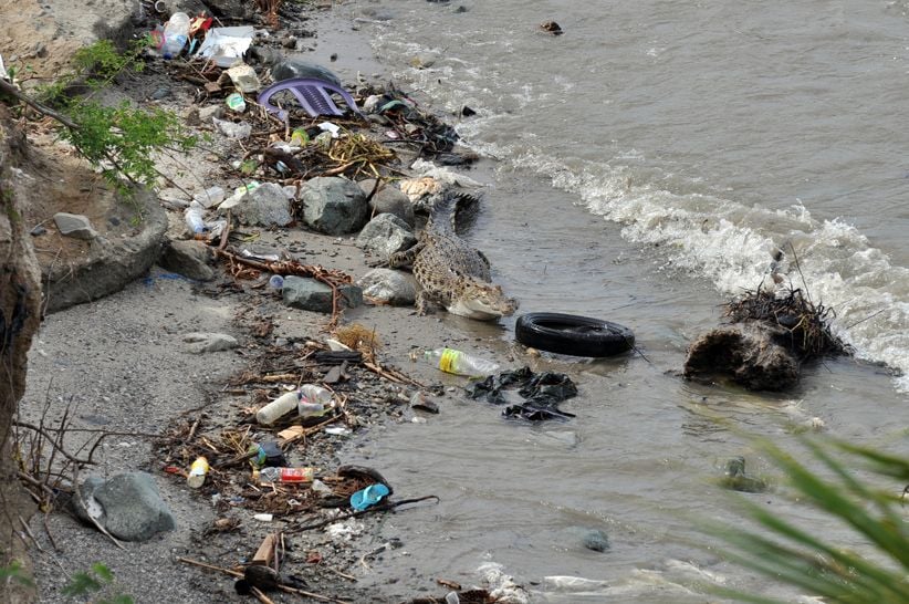 Buaya Terjerat Ban Bekas Kembali ke Habitat - Bagian 2