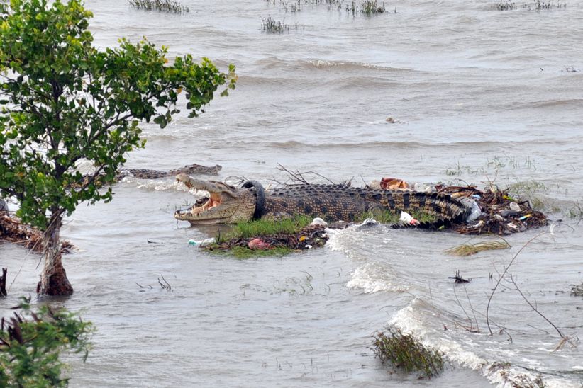 Buaya Terjerat Ban Bekas Kembali ke Habitat - Bagian 1