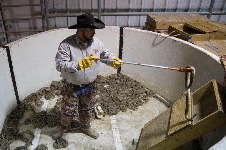 Wanita Texas Ini Dikepung Ribuan Ular Derik - Bagian 8