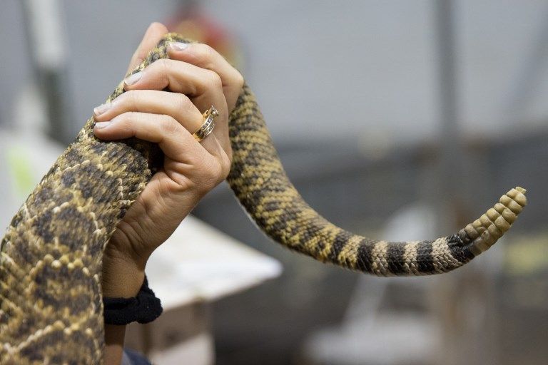 Wanita Texas Ini Dikepung Ribuan Ular Derik - Bagian 7