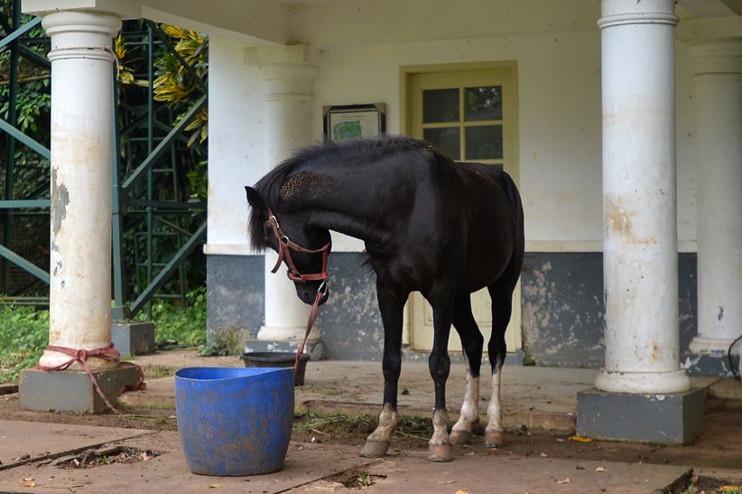 KPK Titip Kuda Pemberian Warga Sumba untuk Jokowi di Istana Bogor - Bagian 1