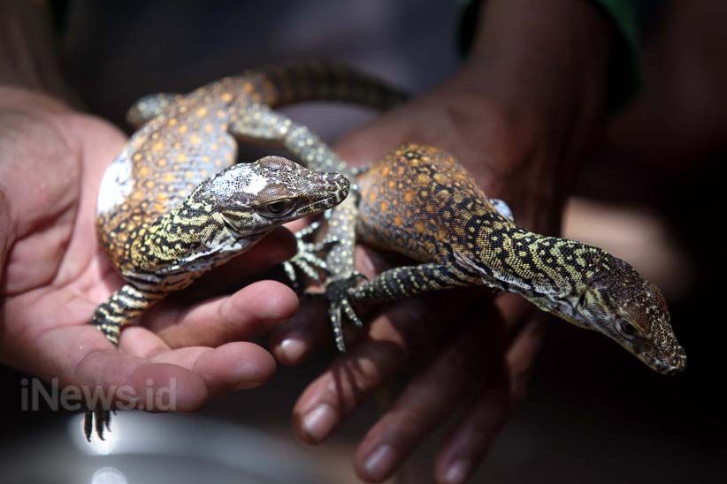 11 Anak Komodo Menambah Koleksi Kebun Binatang Surabaya - Bagian 2