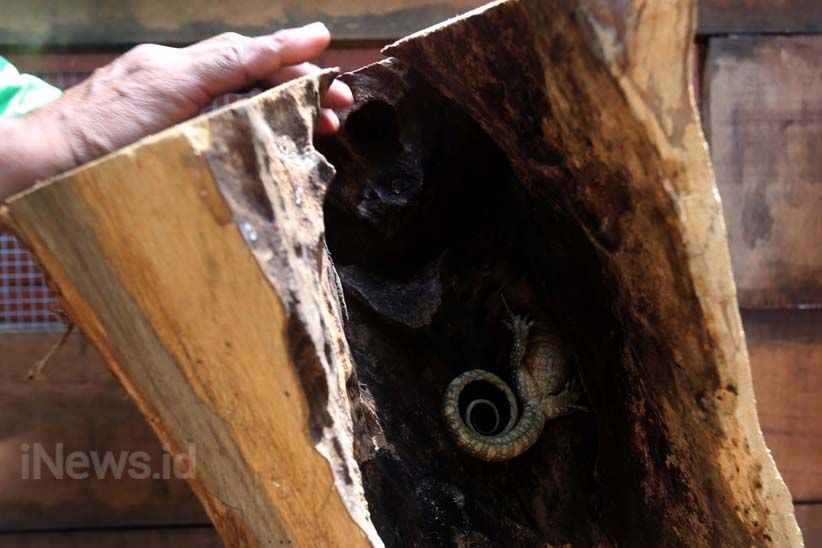 11 Anak Komodo Menambah Koleksi Kebun Binatang Surabaya - Bagian 6