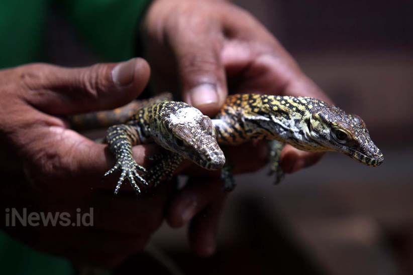 11 Anak Komodo Menambah Koleksi Kebun Binatang Surabaya - Bagian 3