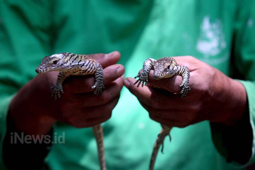 11 Anak Komodo Menambah Koleksi Kebun Binatang Surabaya - Bagian 5