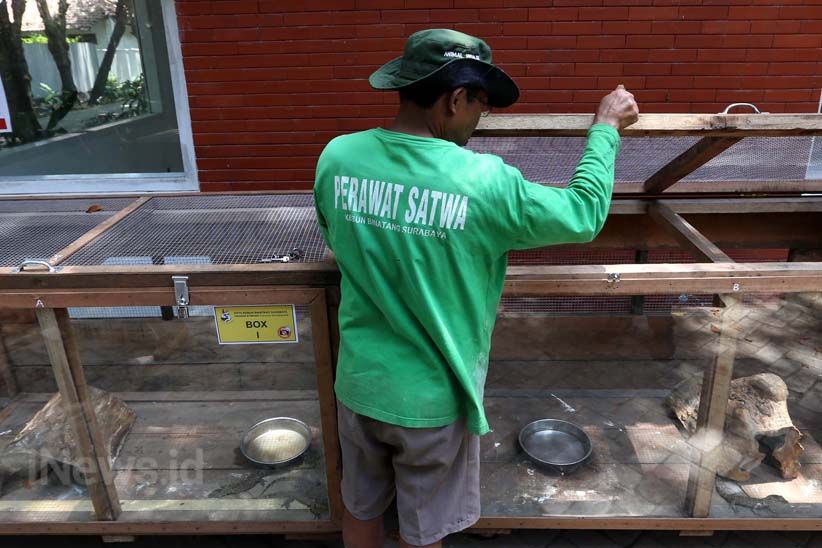 11 Anak Komodo Menambah Koleksi Kebun Binatang Surabaya - Bagian 9