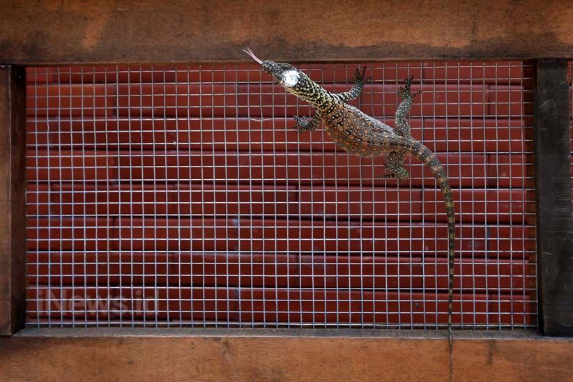 11 Anak Komodo Menambah Koleksi Kebun Binatang Surabaya - Bagian 8