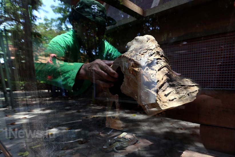 11 Anak Komodo Menambah Koleksi Kebun Binatang Surabaya - Bagian 7
