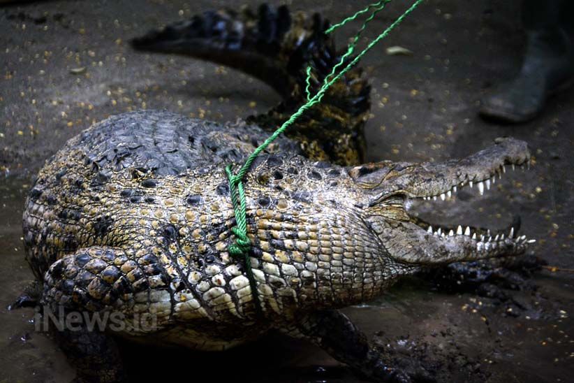 Satwa Liar Sering Muncul, Petugas Ini Dibekali Penanganan Hewan Buas - Bagian 8