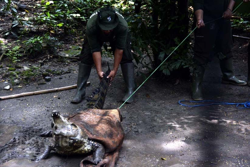 Satwa Liar Sering Muncul, Petugas Ini Dibekali Penanganan Hewan Buas - Bagian 6