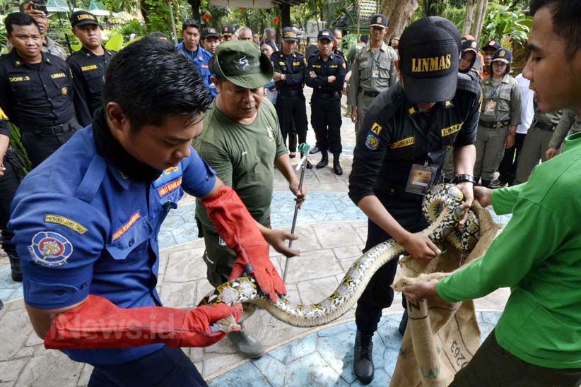 Satwa Liar Sering Muncul, Petugas Ini Dibekali Penanganan Hewan Buas - Bagian 5