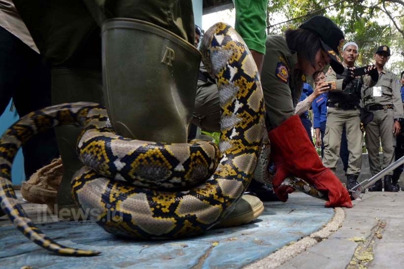 Satwa Liar Sering Muncul, Petugas Ini Dibekali Penanganan Hewan Buas - Bagian 4