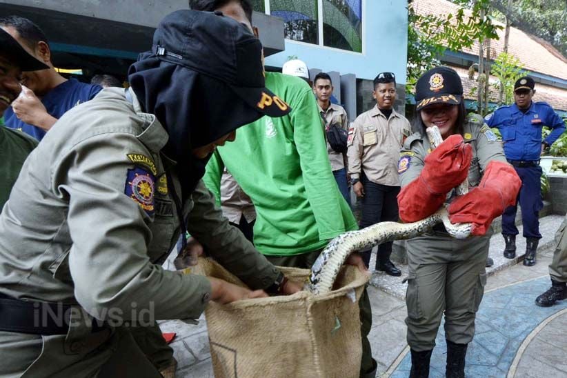 Satwa Liar Sering Muncul, Petugas Ini Dibekali Penanganan Hewan Buas - Bagian 3