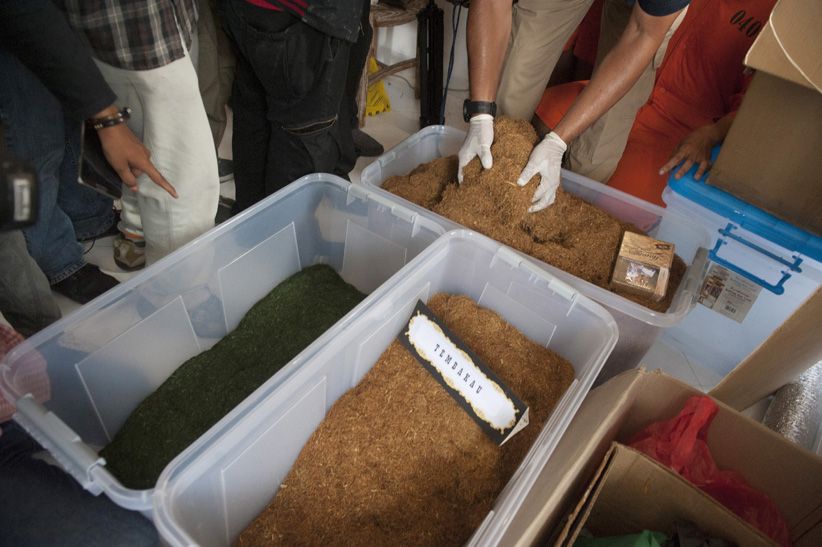 Polisi dan Bea Cukai Gerebek Pabrik Tembakau Gorila di Bali - Bagian 2