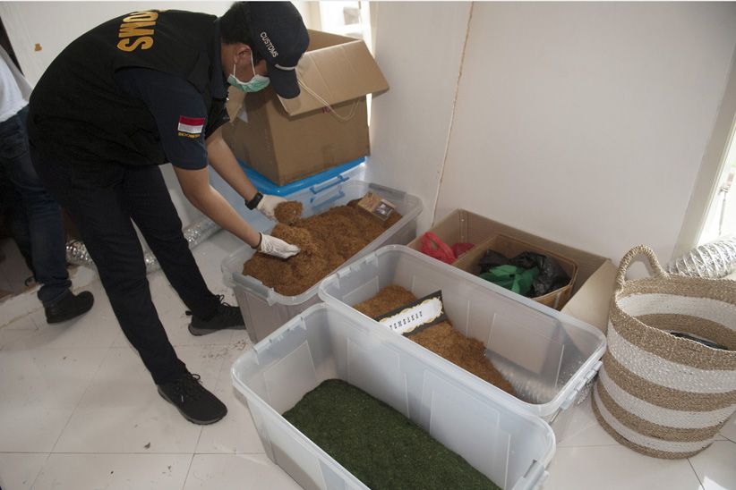 Polisi dan Bea Cukai Gerebek Pabrik Tembakau Gorila di Bali - Bagian 1