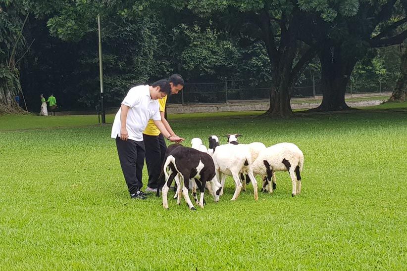 Aktivitas Jokowi-Airlangga Pagi Ini, Joging dan Beri Makan Kambing - Bagian 4