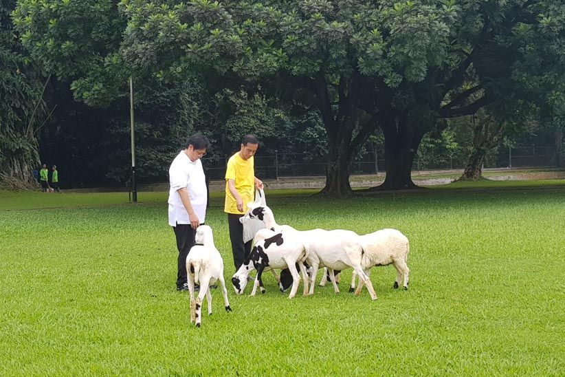 Aktivitas Jokowi-Airlangga Pagi Ini, Joging dan Beri Makan Kambing - Bagian 1
