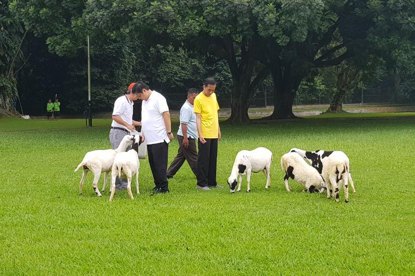 Aktivitas Jokowi-Airlangga Pagi Ini, Joging dan Beri Makan Kambing - Bagian 5