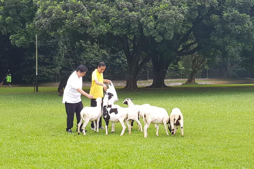 Aktivitas Jokowi-Airlangga Pagi Ini, Joging dan Beri Makan Kambing - Bagian 3