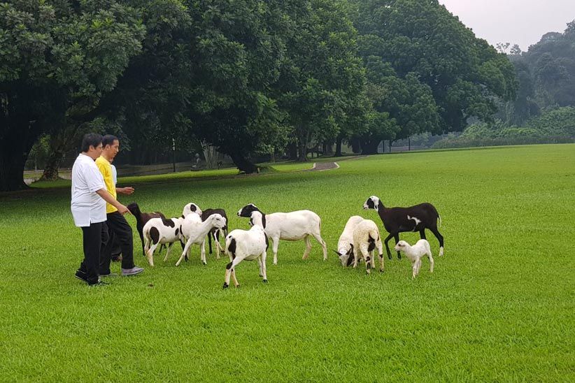 Aktivitas Jokowi-Airlangga Pagi Ini, Joging dan Beri Makan Kambing - Bagian 2