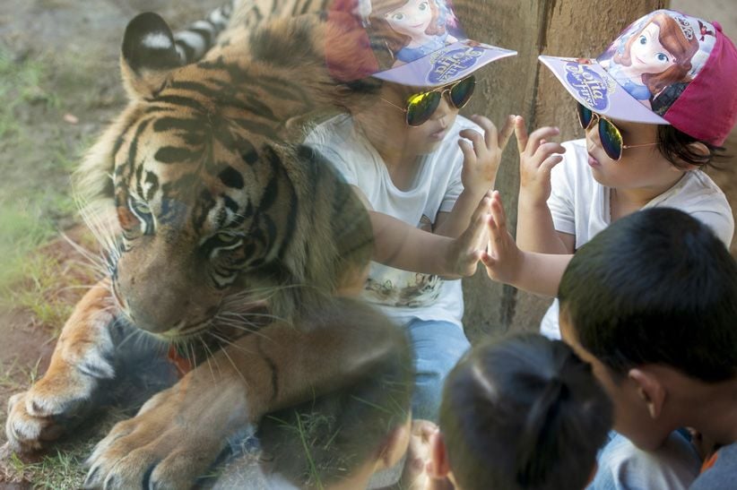 Seru, Berlibur dengan Hewan Liar di Bali Zoo - Bagian 3