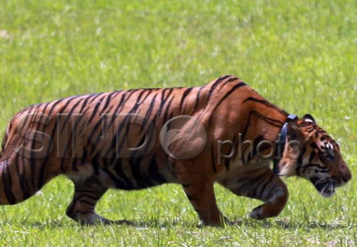 Warga Nagan Raya Geger Kemunculan 3 Harimau Sumatera di Jalanan Desa