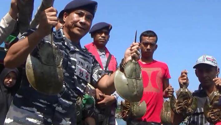 TNI AL Gagalkan Penyelundupan Ribuan Belangkas ke Thailand