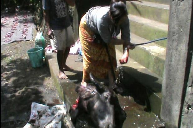 Sambut Galungan, Masyarakat Bali Potong Kerbau Hitam