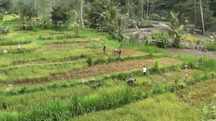 Lahar Dingin Gunung Agung Rusak Sawah, Petani Panen Lebih Awal