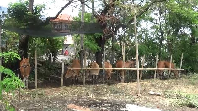 Pengungsi Gunung Agung Terpaksa Obral Ternak Sapi