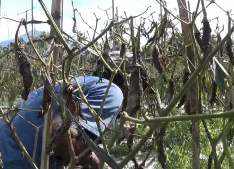 Cuaca Buruk dan Paparan Abu Vulkanik, Petani Cabai Gagal Panen