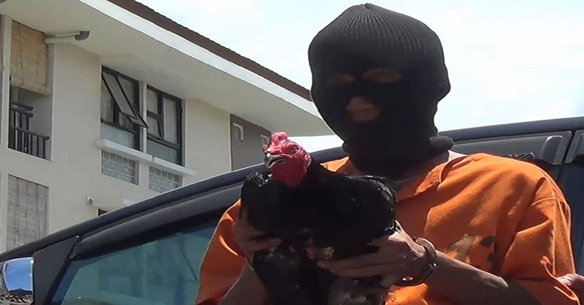 Terbelit Kebutuhan Ekonomi, Pria Ini Terpaksa Mencuri Ayam Aduan