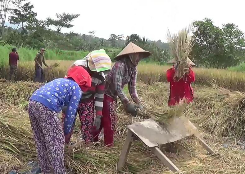 Petani Nekat Panen Padi di Zona Merah Gunung Agung