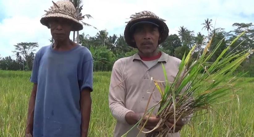 Dua Kali Gagal Panen, Petani di Bangli Menjerit 